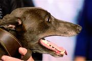 14 September 2013; Slippery Robert after winning the Irish Greyhound Derby. Shelbourne Park, Dublin. Photo by Sportsfile