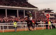 17 March 1998; Istabraq, with Charlie Swan up, celebrate after winning the Smurfit Champion Hurdle during day one of the Cheltenham Racing Festival at Prestbury Park in Cheltenham, England. Photo by Damien Eagers/Sportsfile