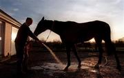 25 November 1998; Horse trainer Paddy Fennelly with Padre Mio at his stables in Callan, Co Kilkenny. Photo by David Maher/Sportsfile