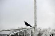10 November 2024; A crow is seen on the crossbar before the AIB Munster GAA Senior Club Football Championship quarter-final match between Dr Crokes and Castlehaven at Lewis Road in Killarney, Kerry. Photo by Michael P Ryan/Sportsfile