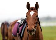 10 March 2025: State Man on the gallops ahead of the Cheltenham Racing Festival at Prestbury Park in Cheltenham, England. Photo by Harry Murphy/Sportsfile