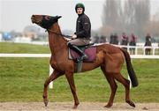 10 March 2025: Jockey Danny Mullins on Karniquet ahead of the Cheltenham Racing Festival at Prestbury Park in Cheltenham, England. Photo by Harry Murphy/Sportsfile