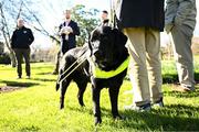 12 March 2025; Guide dog Qeb during the launch of the GPA and Irish Guide Dogs for the Blind official charity partnership between the two organisations for 2025, at the National Botanic Gardens of Ireland in Glasnevin, Dublin. Photo by Seb Daly/Sportsfile