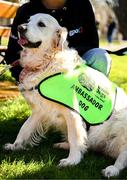 12 March 2025; Ambassador guide dog Belle during the launch of the GPA and Irish Guide Dogs for the Blind official charity partnership between the two organisations for 2025, at the National Botanic Gardens of Ireland in Glasnevin, Dublin. Photo by Seb Daly/Sportsfile