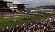 13 March 2025; Caldwell Potter, with Harry Cobden up, after winning the Jack Richards Novices Limited Handicap Chase on day three of the Cheltenham Racing Festival at Prestbury Park in Cheltenham, England. Photo by Harry Murphy/Sportsfile