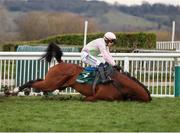 14 March 2025; Allegorie De Vassy, with Paul Townend up, falls at the last during The Mrs Paddy Power Mares' Steeple Chase on day four of the Cheltenham Racing Festival at Prestbury Park in Cheltenham, England. Photo by Harry Murphy/Sportsfile