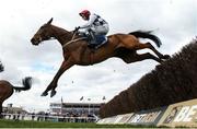 12 March 2025:  Ballyburn, with Paul Townend up, jumps the last first time round during the Brown Advisory Novices' Chase on day two of the Cheltenham Racing Festival at Prestbury Park in Cheltenham, England. Photo by Harry Murphy/Sportsfile