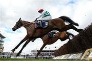12 March 2025: Better Days Ahead, with Jack Kennedy up, jumps the last first time round during the Brown Advisory Novices' Chase on day two of the Cheltenham Racing Festival at Prestbury Park in Cheltenham, England. Photo by Harry Murphy/Sportsfile