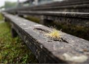 19 April 2025; A detailed view of weeds growing in the seating in the terrace before the Connacht GAA Football Senior Championship semi-final match between Leitrim and Mayo at Avant Money Páirc Seán Mac Diarmada in Carrick-on-Shannon, Leitrim. Photo by Thomas Flinkow/Sportsfile