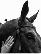 20 April 2025; (EDITOR'S NOTE; Image has been converted to black & white) Groom Hannah Utley pats Spindleberry on the head after he won The WillowWarm Gold Cup (Grade 1) on day two of the Fairyhouse Easter Festival at Fairyhouse Racecourse in Ratoath, Meath. Photo by Shauna Clinton/Sportsfile