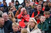 27 April 2025; Louth supporters react in the final minutes of the Leinster GAA Football Senior Championship semi-final match between Kildare and Louth at Glenisk O'Connor Park in Tullamore, Offaly. Photo by Shauna Clinton/Sportsfile