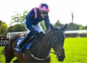 29 April 2025; Kopek Des Bordes, with Paul Townend up, on their way to finishing fourth in The KPMG Gr. 1 Champion Novice Hurdle on day one of the Punchestown Festival at Punchestown Racecourse in Kildare. Photo by David Fitzgerald/Sportsfile