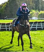 29 April 2025; Kopek Des Bordes, with Paul Townend up, on their way to finishing fourth in The KPMG Gr. 1 Champion Novice Hurdle on day one of the Punchestown Festival at Punchestown Racecourse in Kildare. Photo by David Fitzgerald/Sportsfile