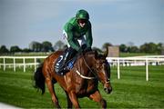 29 April 2025; El Fabiolo, with Paul Townend up, goes to post before The William Hill Champion Chase on day one of the Punchestown Festival at Punchestown Racecourse in Kildare. Photo by David Fitzgerald/Sportsfile