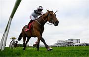 1 May 2025; Teahupoo, with Sam Ewing up, on their way to winning the Ladbrokes Champion Stayers Hurdle during day three of the Punchestown Festival at Punchestown Racecourse in Kildare. Photo by Seb Daly/Sportsfile