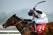 1 May 2025; Battle Of Ridgeway, with Liam Adam McKenna up, during the Specialist Group Handicap Hurdle during day three of the Punchestown Festival at Punchestown Racecourse in Kildare. Photo by Seb Daly/Sportsfile