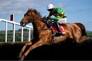 2 May 2025; Dinoblue, with Mark Walsh up, jumps the last on their way to winning the Hanlon Concrete Irish EBF Glencarraig Lady Francis Flood Mares Steeplechase on day four of the Punchestown Festival at Punchestown Racecourse in Kildare. Photo by Seb Daly/Sportsfile