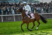 2 May 2025; Jockey Danny Mullins and Kargese go to post before the Boodles Champion Hurdle on day four of the Punchestown Festival at Punchestown Racecourse in Kildare. Photo by Seb Daly/Sportsfile