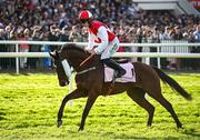 2 May 2025; Jockey Danny Gilligan and Bottler'secret go to post before the Boodles Champion Hurdle on day four of the Punchestown Festival at Punchestown Racecourse in Kildare. Photo by Seb Daly/Sportsfile