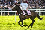 2 May 2025; Jockey James Bowen and Constitution Hill go to post before the Boodles Champion Hurdle on day four of the Punchestown Festival at Punchestown Racecourse in Kildare. Photo by Seb Daly/Sportsfile