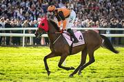 2 May 2025; Jockey Keith Donoghue and Break My Soul go to post before the Boodles Champion Hurdle on day four of the Punchestown Festival at Punchestown Racecourse in Kildare. Photo by Seb Daly/Sportsfile