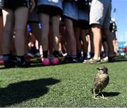 17 May 2025; A bird on the field during the 2025 ZuCar Gaelic4Teens Festival Day at the North Campus, University of Limerick, Limerick. Photo by Tom Beary/Sportsfile