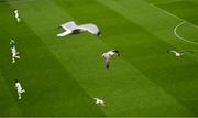 6 June 2025; Seagulls are seen during the international friendly match between Republic of Ireland and Senegal at the Aviva Stadium in Dublin. Photo by Piaras Ó Mídheach/Sportsfile