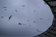 6 June 2025; Seagulls are seen during the international friendly match between Republic of Ireland and Senegal at the Aviva Stadium in Dublin. Photo by Piaras Ó Mídheach/Sportsfile