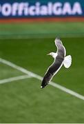 8 June 2025; A seagull flies over the pitch during the Leinster GAA Senior Hurling Championship final match between Kilkenny and Galway at Croke Park in Dublin. Photo by Piaras Ó Mídheach/Sportsfile