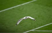 8 June 2025; A seagull flies over the pitch during the Leinster GAA Senior Hurling Championship final match between Kilkenny and Galway at Croke Park in Dublin. Photo by Piaras Ó Mídheach/Sportsfile