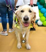 27 June 2025; Jamie the assistance dog with his medal after the Fitness Inclusion Games by IWA at the Sport Ireland Indoor Arena on the National Sports Campus in Dublin. Photo by David Fitzgerald/Sportsfile