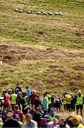 4 August 2025; Sheep pass by spectators during the Senior Hurling competition during the M. Donnelly GAA Poc Fada All-Ireland Finals at Annaverna Mountain in the Cooley Peninsula, Ravensdale, Louth. Photo by Piaras Ó Mídheach/Sportsfile