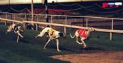 18 November 1996; A general view of the action from the greyhound racing meeting at Shelbourne Park in Dublin. Photo by David Maher/Sportsfile