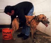 18 January 1997; A greyhound is prepared during a greyhound racing meeting at Shelbourne Park in Dublin. Photo by David Maher/Sportsfile