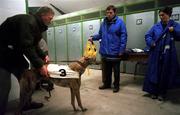 18 January 1997; A greyhound is prepared during a greyhound racing meeting at Shelbourne Park in Dublin. Photo by David Maher/Sportsfile