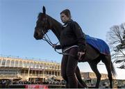 29 December 2013; Zardsky is led around the parade ring before The Martinstown Opportunity Handicap Steeplechase. Leopardstown Christmas Racing Festival 2013, Leopardstown Racetrack, Leopardstown, Co. Dublin. Picture credit: Ramsey Cardy / SPORTSFILE