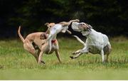 29 December 2013; Blazing Music, red collar, and Code of Honor, white collar, during the opening round of the Corn Na Feile Puppy Stake. Blazing Music advanced to the next round and the hare was unharmed during the second day of the Abbeyfeale Coursing Meeting in Co. Limerick. Picture credit: Stephen McCarthy / SPORTSFILE