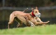 29 December 2013; Call Him Bale turns the hare in the Corn Na Feile Puppy Stake during the second day of the Abbeyfeale Coursing Meeting in Co. Limerick. Picture credit: Stephen McCarthy / SPORTSFILE