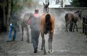 18 January 2014; A general view of horses being lead to the stables after the I.N.H. Stallion Owners European Breeders Fund Maiden Hurdle. Naas Racecourse, Naas, Co. Kildare. Picture credit: Barry Cregg / SPORTSFILE