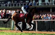 17 March 1999; Nick Dundee, with Norman Williamson up, canters to the start prior to the Royal & Sun Alliance Steeplechase on Day 2 of the Cheltenham Racing Festival at Prestbury Park in Cheltenham, England. Photo by Matt Browne/Sportsfile