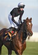 23 March 2014; Australia with Joseph O'Brien up on a ride out after the days races. Curragh Racecourse, The Curragh, Co. Kildare. Picture credit: Barry Cregg / SPORTSFILE