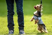 19 April 2014; Yorkshire terrier and Dublin 'supporter' Marley waits for a treat from her owner Maria Farrell, from Kilbarrack, Dublin, after the game. Cadbury GAA Football U21 Championship Semi-Final, Cavan v Dublin, O'Moore Park, Portlaoise, Co. Laois.  Picture credit: Brendan Moran / SPORTSFILE