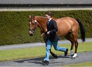 28 May 2014; Harry Meade leads Shannondale Santiago through the Tattersalls International Horse Trials CCI2 First Horse Inspection. Tattersall House, Ratoath, Co. Meath. Picture credit: Ramsey Cardy / SPORTSFILE