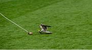 10 August 2014; 'Falcon' the Etihad falcon flies around ground before landing with a whistle for the referee. GAA Hurling All-Ireland Senior Championship, Semi-Final, Kilkenny v Limerick, Croke Park, Dublin. Picture credit: Ray McManus / SPORTSFILE