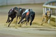 13 September 2014; Laughil Bolt on the way to winning the Ger McKenna / Seamus Graham Memorial Plate final. Shelbourne Park, Ringsend, Dublin. Picture credit: Matt Browne / SPORTSFILE