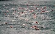 28 August 1999; Swimmers during the Liffey Swim in Dublin. Photo by Ray McManus/Sportsfile