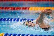 12 December 2014; Antoinette Neamt, Tallaght Swimming Club, on her way to winning the Womens 800M Freestyle final at the Irish Short Course Swimming Championships, Day 1. Lagan Valley LeisurePlex, Lisburn, Co. Antrim. Picture credit: Oliver McVeigh / SPORTSFILE