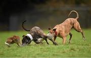 30 December 2014; Cooga Jonjo, white collar, turns the hare to beat Derrylough Henry in the Corn na Feile Puppy Stake during the Abbeyfeale Coursing Meeting in Co. Limerick. Picture credit: Stephen McCarthy / SPORTSFILE