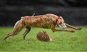 30 December 2014; Roxboro Castle in action during the Derby Trial Stake at the Abbeyfeale Coursing Meeting in Co. Limerick. Picture credit: Stephen McCarthy / SPORTSFILE