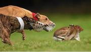 30 December 2014; Cash Call, red collar, in action against Sky Lord, white collar, during the Derby Trial Stake at the Abbeyfeale Coursing Meeting in Co. Limerick. Picture credit: Stephen McCarthy / SPORTSFILE